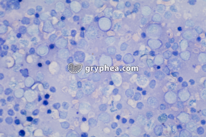 Frottis de rate x200 - gryphea.com